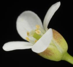 Cardamine corymbosa. Side view of flower.
 Image: P.B. Heenan © Landcare Research 2019 CC BY 3.0 NZ